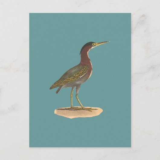 De Groene Heron of Poke (Ardea virescens) Briefkaart (Voorkant)