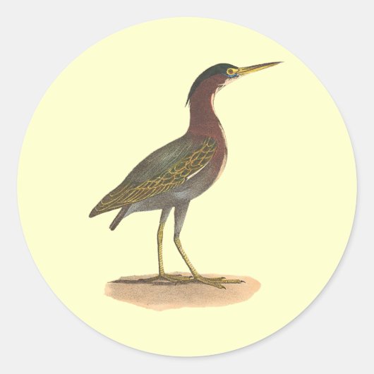 De Groene Heron of Poke (Ardea virescens) Ronde Sticker (Voorkant)