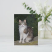 De Groene Ogen van de kat met Glimworm Briefkaart (Staand voorkant)