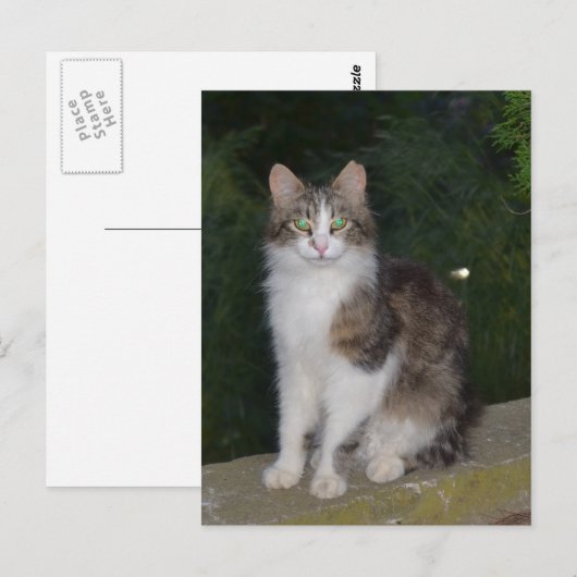 De Groene Ogen van de kat met Glimworm Briefkaart (Voorkant / Achterkant)