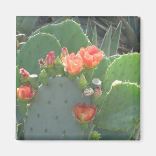 De Groene Rode Bloei van de Vijgcactus Magneet