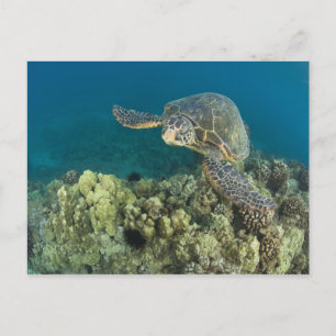De Groene Zee schildpad (Chelonia mydas) is de 2 Briefkaart