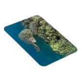 De Groene Zee schildpad (Chelonia mydas) is de 2 Magneet (Rechterzijde)