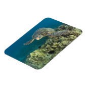 De Groene Zee schildpad (Chelonia mydas) is de 2 Magneet (Linkerzijde)