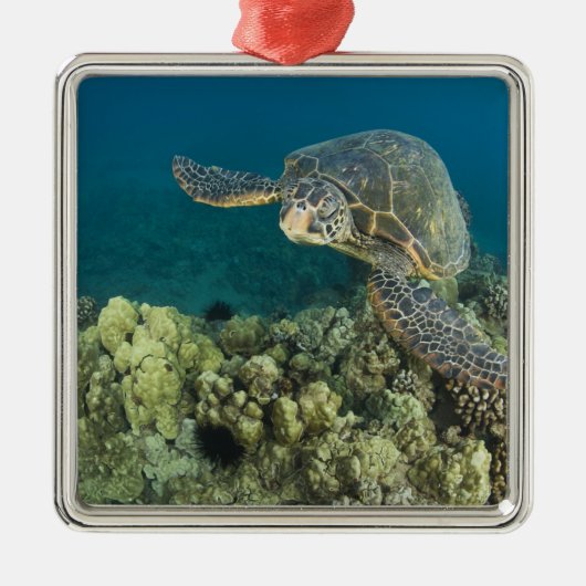 De Groene Zee schildpad (Chelonia mydas) is de 2 Metalen Ornament (Voorkant)