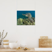 De Groene Zee schildpad (Chelonia mydas) is de 2 Poster (Keuken)