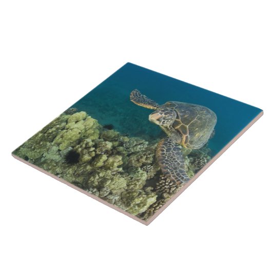 De Groene Zee schildpad (Chelonia mydas) is de 2 Tegeltje (Zijkant)