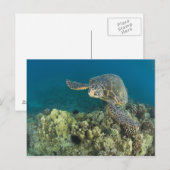 De Groene Zeeschildpad, (Chelonia mydas), is de 2 Briefkaart (Voorkant / Achterkant)
