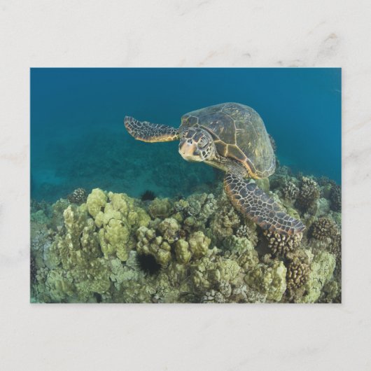 De Groene Zeeschildpad, (Chelonia mydas), is de 2 Briefkaart (Voorkant)