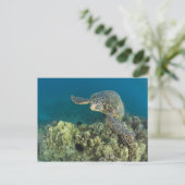 De Groene Zeeschildpad, (Chelonia mydas), is de 2 Briefkaart (Staand voorkant)