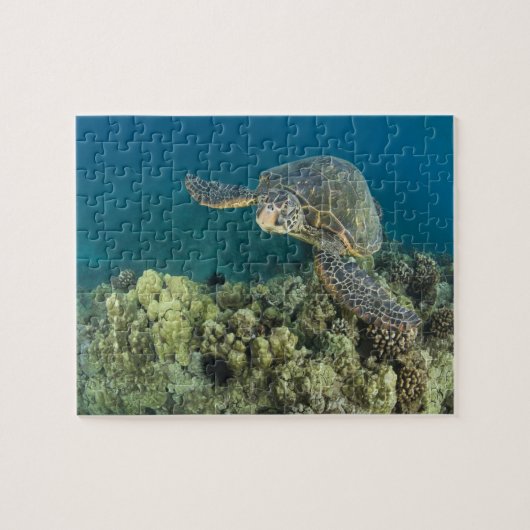 De Groene Zeeschildpad, (Chelonia mydas), is de 2 Legpuzzel (Horizontaal)