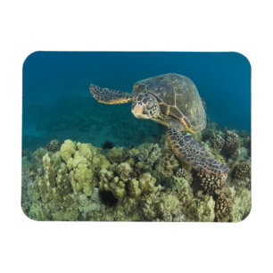 De Groene Zeeschildpad, (Chelonia mydas), is de 2 Magneet