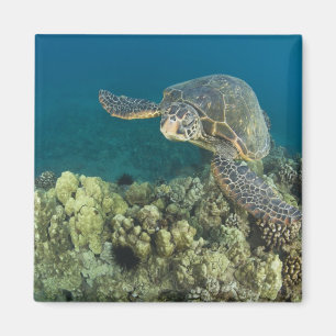 De Groene Zeeschildpad, (Chelonia mydas), is de 2 Magneet