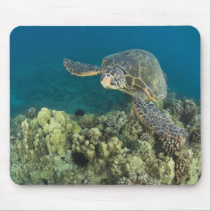 De Groene Zeeschildpad, (Chelonia mydas), is de 2 Muismat