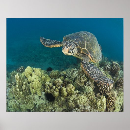 De Groene Zeeschildpad, (Chelonia mydas), is de 2 Poster (Voorkant)
