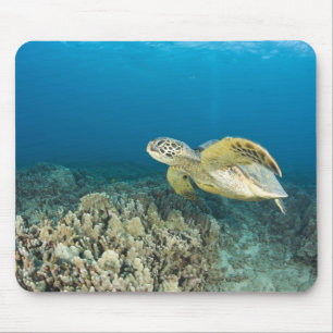 De Groene Zeeschildpad, (Chelonia mydas), is de 3 Muismat