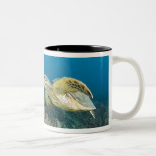 De Groene Zeeschildpad, (Chelonia mydas), is de 3 Tweekleurige Koffiemok