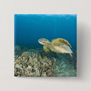 De Groene Zeeschildpad, (Chelonia mydas), is de 3 Vierkante Button 5,1 Cm