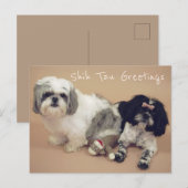 De groeten van Shih Tzu Briefkaart (Voorkant / Achterkant)