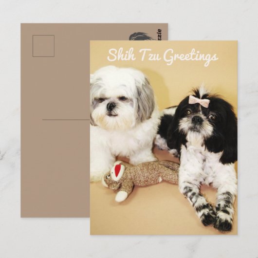De groeten van Shih Tzu Briefkaart (Voorkant / Achterkant)