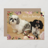 De groeten van Shih Tzu Briefkaart (Voorkant / Achterkant)