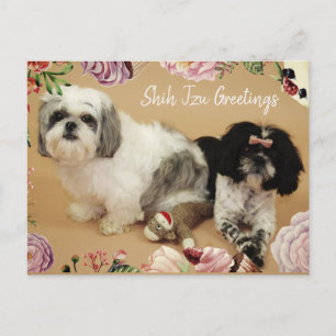 De groeten van Shih Tzu Briefkaart