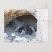 De grot briefkaart (Voorkant)