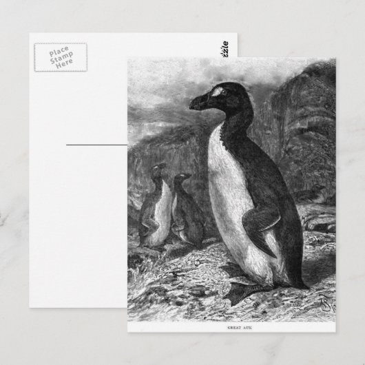 De Grote Auk Briefkaart (Voorkant / Achterkant)