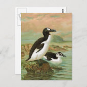 De grote Auk  vogelillustratie Briefkaart (Voorkant / Achterkant)