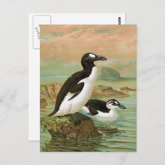 De grote Auk  vogelillustratie Briefkaart (Voorkant / Achterkant)