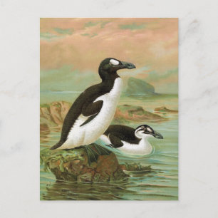 De grote Auk vogelillustratie Briefkaart