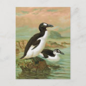 De grote Auk  vogelillustratie Briefkaart (Voorkant)