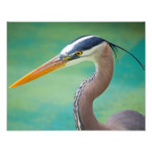 De grote blauwe 11 x 14 foto afdruk (Voorkant)