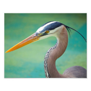 De grote blauwe 11 x 14 foto afdruk