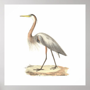 De Grote Blauwe Heron (Ardea herodias) Poster