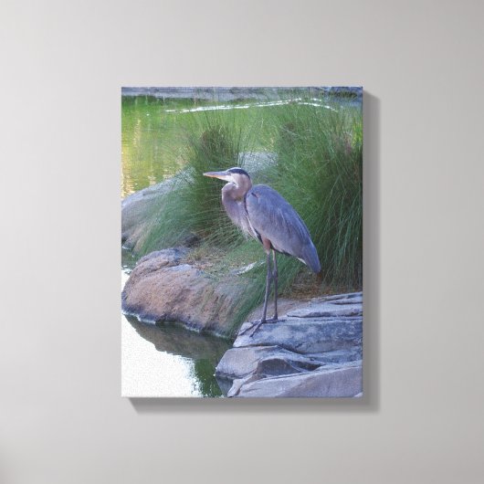 De grote blauwe Heron Canvas Afdruk (Voorkant)