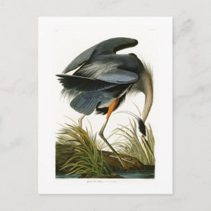De Grote Blauwe Heron John Audubon Birds of Americ Briefkaart