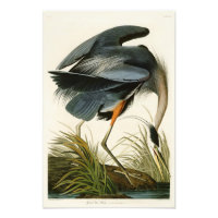 De Grote Blauwe Heron John Audubon Birds of Americ