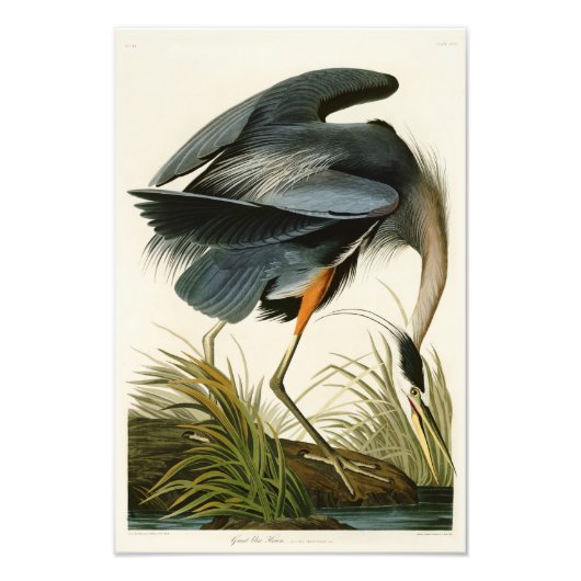 De Grote Blauwe Heron John Audubon Birds of Americ Foto Afdruk (Voorkant)