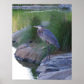 De grote blauwe Heron Poster (Voorkant)
