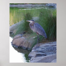 De grote blauwe Heron
