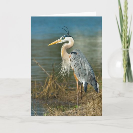 De grote Blauwe Vogel van de Reiger bij de Vijver Kaart (Voorkant)