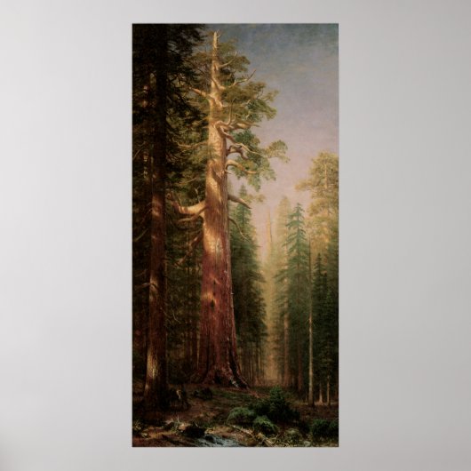 De grote bomen, Mariposa Grove, CA van Bierstadt Poster (Voorkant)
