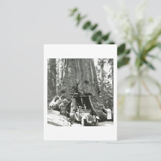 De grote bomen van Mariposa Grove Briefkaart (Staand voorkant)