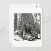 De grote bomen van Mariposa Grove Briefkaart (Voorkant / Achterkant)