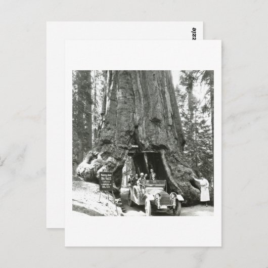 De grote bomen van Mariposa Grove Briefkaart (Voorkant / Achterkant)
