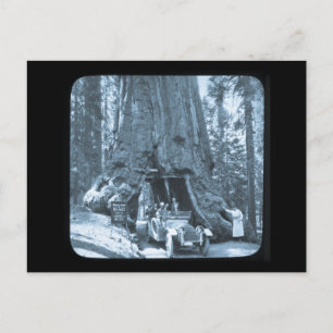 De grote bomen van Mariposa Grove Briefkaart