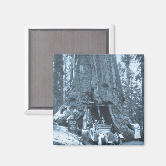 De grote bomen van Mariposa Grove Magneet (Voorkant / Achterkant)