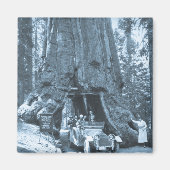 De grote bomen van Mariposa Grove Magneet (Voorkant)