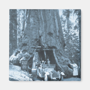 De grote bomen van Mariposa Grove Magneet